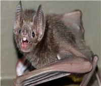 علماء: الخفافيش الأمريكية مستودع لنشر عدوى الفيروس التاجي