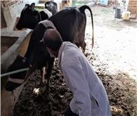 تحصين 24 ألف و842 رأس ماشية فى بنى سويف ضد الحمى القلاعية والوادى المتصدع