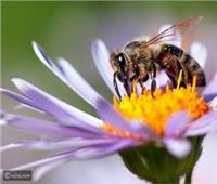 ماذا يحدث لو احتفى النحل من حياتنا ؟؟