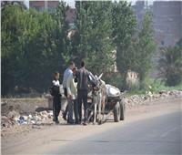 محافظ القليوبية يضبط «عربة كارو» أثناء تفريغ حمولتها من القمامة فى الطريق