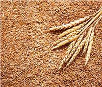                    تراجع أسعار القمح العالمية خلال تعاملات اليوم الخميس