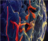 الصحة العالمية تعلن عن علاجين فعالين لفيروس إيبولا