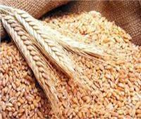 ارتفاع أسعار القمح العالمية .. وارتفاع صادرات الحبوب الاوكرانية