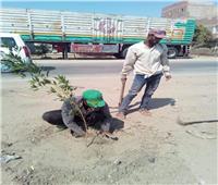 ضمن المبادرة الرئاسية ١٠٠مليون شجرة  المنيا تواصل زراعة الأشجار بطريق مصر اسوان 