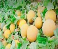 أسعار الفاكهة في سوق العبور .. اليوم 