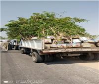  توزيع أكثر من 3 آلاف شجرة على الوحدات القروية والأحياء بمركز بني مزار بالمنيا