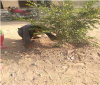 11مركزا للشباب بإدارة سمالوط بالمنيا يشاركون في مبادرة زراعة 100 مليون شجرة