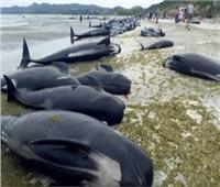 انتشار ظاهرة انتحار الحيتان على شواطئ نيوزيلندا وأستراليا