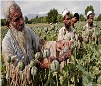 الأمم المتحدة: تضاعف زراعة الخشخاش في أفغانستان