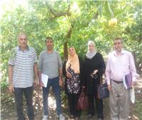 "الزراعة": حملات متابعة وارشادية لمزارع الفاكهة بالإسكندرية 