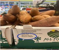 البطاطا المصرية تغزو أسواق النرويج 