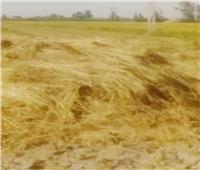  27 إنذار ضد أصحاب حيازات زراعية بمركز دمنهور لم  يقوموا بتوريد 70 طن أرز لشون المحافظة