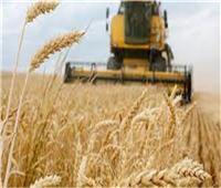 التجارة العالمية: تمديد صفقة الحبوب سيساعد في خفض أسعار المنتجات الزراعية