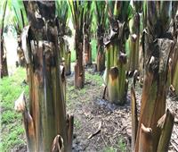 صناعة الدقيق من سيقان أشجار الموز في جنوب إثيوبيا