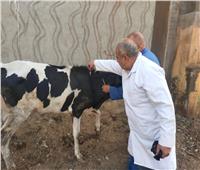 تحصين 168 ألف رأس من الماشية ضد «الحمى القلاعية» في المنوفية 