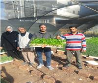 "الزراعة" توصيات لمزارعي مشاتل الخضر بالاسكندرية 