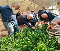 "الزراعة" تتابع محصول القمح فى كفر الشيخ