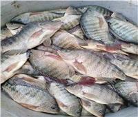 .استقرار اسعار الاسماك في سوق العبور 