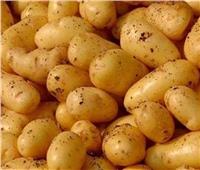 محمد على فهيم :توصيات هامة لمزارعي البطاطس 