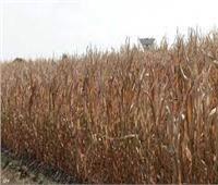  المناخ يهدد محصول الذرة  بأوكرانيا