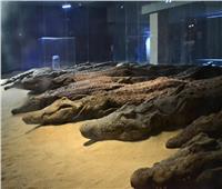 متحف التمساح" يحتفل بالذكرى السنوية لافتتاحه