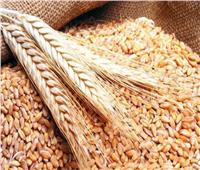 المصيلحي: رصيد القمح يكفي 4.5 شهر.. ونستهدف زيادة المخزون لـ4 مليون طن
