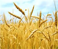 خبير مناخ يحذر.. "رقاد القمح" يسبب خسارة 25% من المحصول 