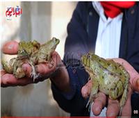 كشاف وشيكارة بلاستيك ..أدوات صيد  الضفدع المصرى 