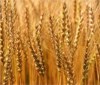 «الزراعة»: توصيات فنية لمزارعي محصول القمح خلال شهر مارس