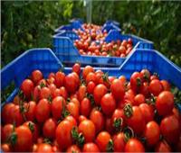 ايطاليا وبريطانيا تستغنى عن الطماطم بسبب أرتفاع أسعار الطاقة