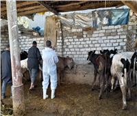انطلاق لجان تحصين الماشية ضد الامراض الوبائية بكفرالشيخ