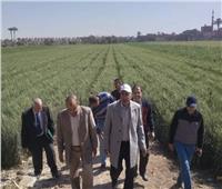  وكيل وزارة الزراعة بالمنيا يؤكد سلامة محصول القمح والفول بملوي من الاصابات الحشرية 