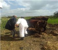 تحصين ٥٧٣٣٩٢ رأس ماشية ضد مرضي الحمى القلاعية والوادي المتصدع بالبحيرة