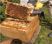 الزراعة    توصيات لتجنب الآثار السلبية لموجة الطقس غير المستقر على نحل العسل 