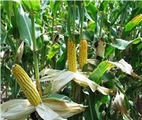 خبير تكلفة زراعة محصول الذرة أقل من زراعة الخضار 
