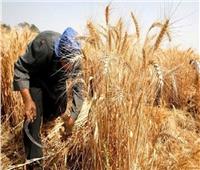 السنغال تشيد بتقاوي القمح المصرية 