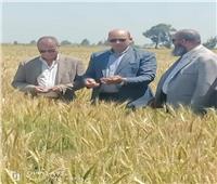الزراعة تحث المزارعين على توريد محصول القمح إلى مراكز التجميع بالمحافظات 