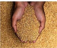 المنيا : توريد 5661 طن من محصول القمح بالشون والصوامع الحكومية