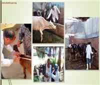 تحصين 604 ألف رأس ماشية ضد مرضى الحمى القلاعية والوادي المتصدع بالشرقية