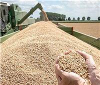 غرفة الحبوب: معدلات توريد القمح المحلى تتجاوز 565 ألف طن خلال أسبوعين