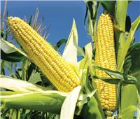 «الزراعة»: توصيات لمكافحة الأمراض التى تصيب محصول الذرة الشامية