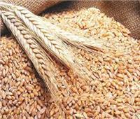 التموين ... ارتفاع توريد القمح المحلي إلى 1.2 مليون طن