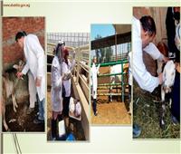تحصين 6350 ألف رأس ماشية للوقاية من مرضي الحمى القلاعية والوادي المتصدع بالشرقية