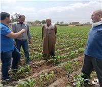 الزراعة: حملات لمكافحة الآفات في الزراعات المبكرة لمحصول الذرة الشامية