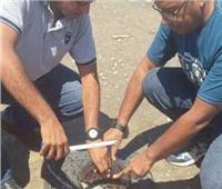 أنقِذوا الشواطئ .. البلاستيك يهدد حياة السلاحف والشعاب المرجانية في مرسى علم