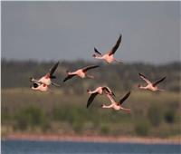 «البيئة» تحتفل باليوم العالمي للطيور المهاجرة بمحمية أشتوم الجميل.. غدا