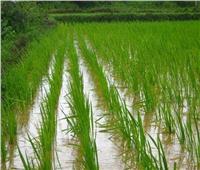 الغرامة و الحبس عقوبة زراعة محصول الأرز بالمخالفة . خاص 