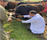 فحص 4248  رأس ماشية ضد «البروسيلا و السل البقرى» 