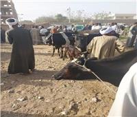 تشكيل لجان للمرور على أسواق الماشية المقامة بمراكز محافظة الاقصر