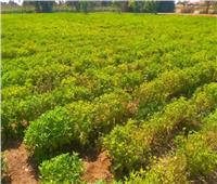 قرى أسيوط تزرع 4433 فدان بالنباتات العطرية والطبية النادرة
